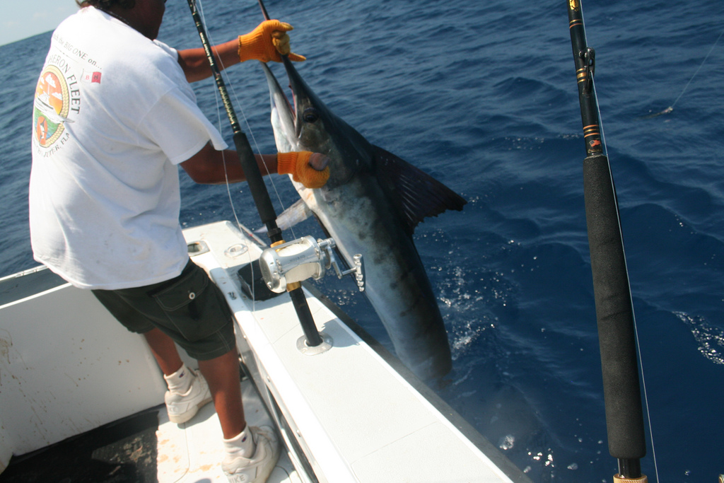Marlin caught in Costa Rica