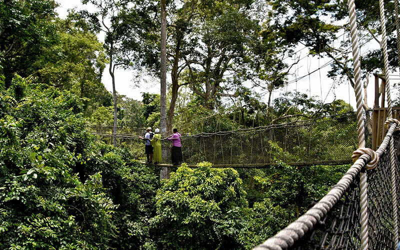 A bridge in a beautiful Costa Rica forest