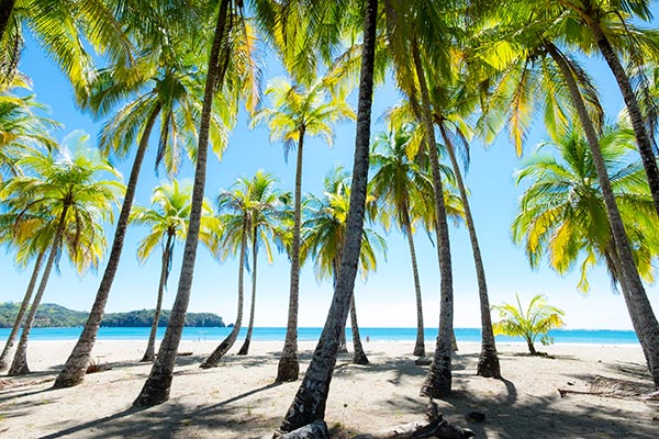 costa rica palm trees